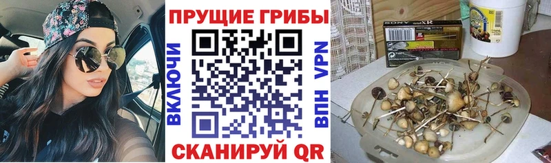 МЕГА как войти даркнет формула Псилоцибиновые грибы GOLDEN TEACHER Пермь